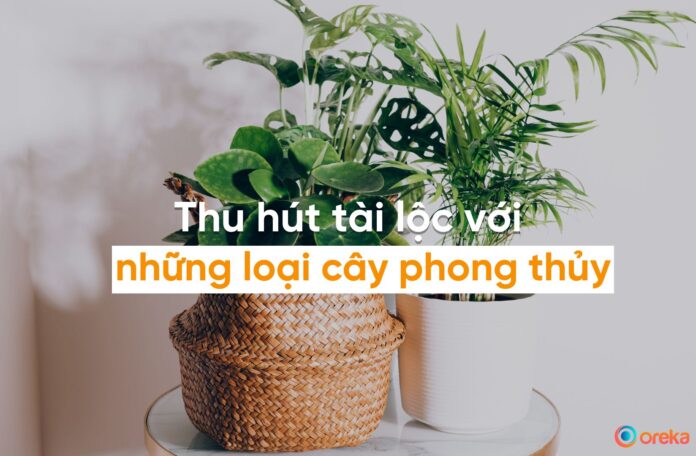 cây phong thủy