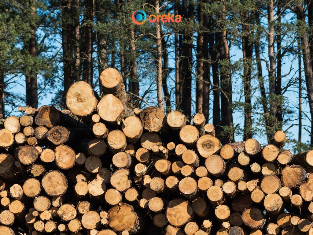 tài nguyên thiên nhiên gồm những gì, trong ảnh là hình ảnh gỗ được khai thác được xếp gọn để chuẩn bị chuyển đến nhà máy