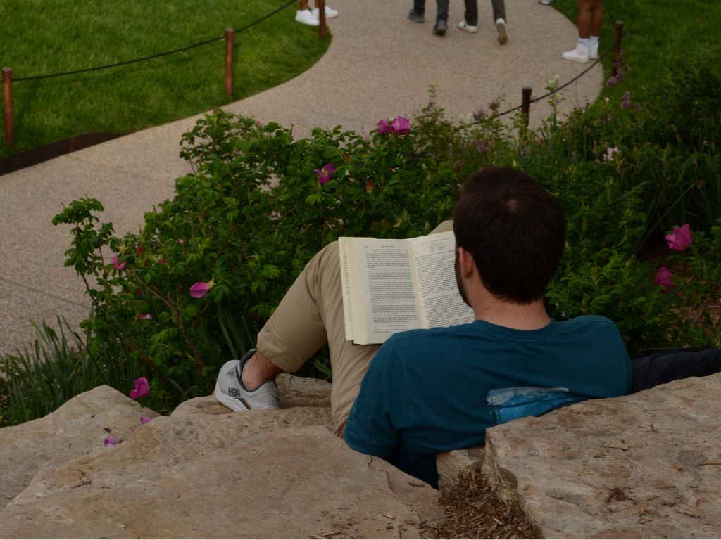 cây olive màu trắng sách, người đàn ông đang ngồi đọc sách, góc chụp từ phía sau lưng