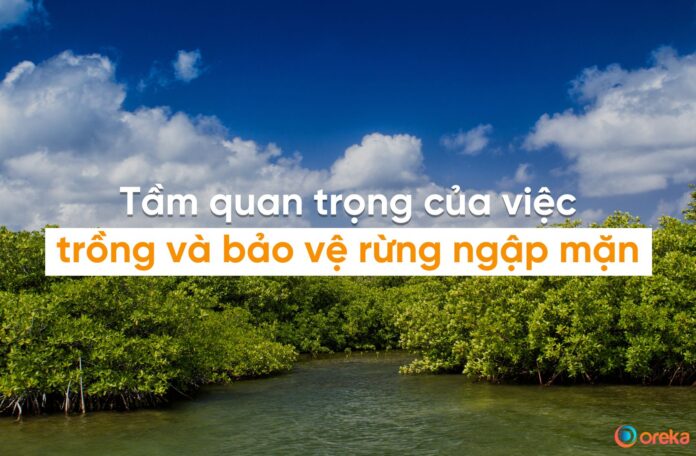 trồng rừng ngập mặn