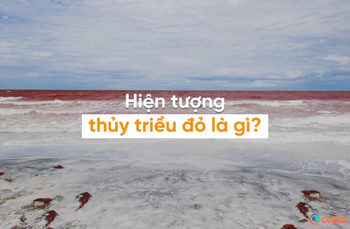 thủy triều đỏ là gì