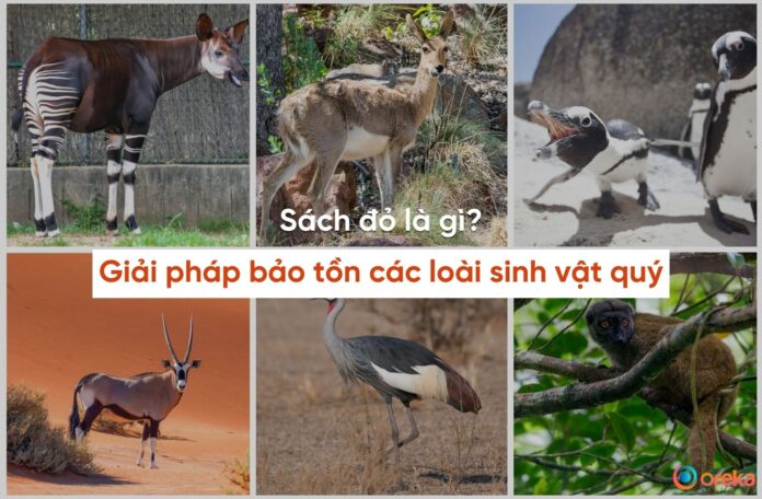 sách đỏ là gì